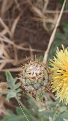 Centaurea collina