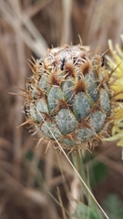 Centaurea collina