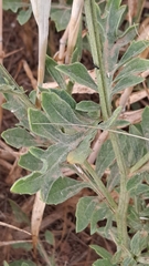 Centaurea collina