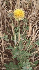 Centaurea collina