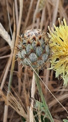 Centaurea collina