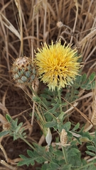 Centaurea collina