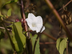 Camonea umbellata