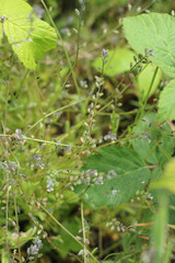 Myosotis discolor discolor