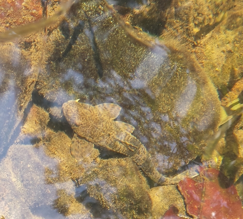 Fonchiiichthys uracanthus image