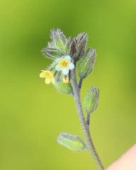 Myosotis discolor discolor