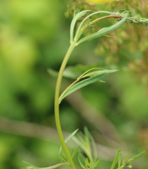 Linaria repens