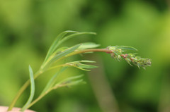 Linaria repens