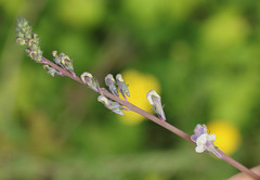 Linaria repens
