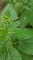 Leiopus femoratus