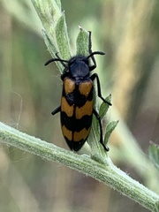 Mylabris variabilis