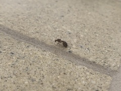 Formicidae