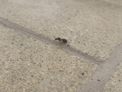 Formicidae
