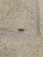 Formicidae