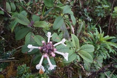 Phyllostegia grandiflora
