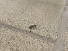 Formicidae