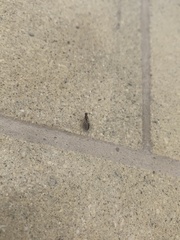 Formicidae