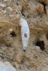 Albinaria caerulea