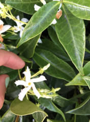 Trachelospermum jasminoides