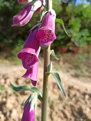 Digitalis purpurea