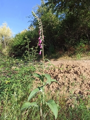 Digitalis purpurea
