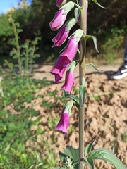 Digitalis purpurea