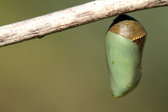 Danaus gilippus