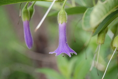 Eriolarynx australis