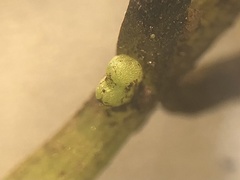 Callitriche heterophylla