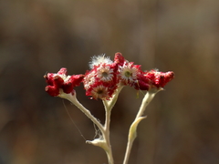Helichrysum sanguineum