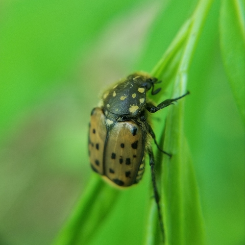 Maculated Scarab photo 5