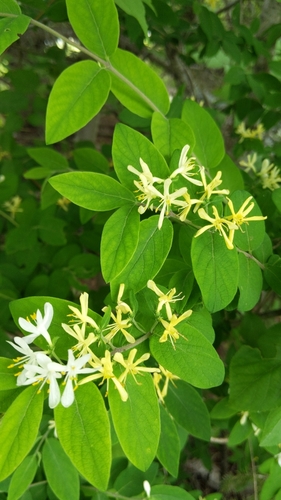 Lonicera morrowii