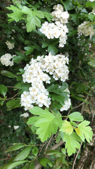 Crataegus monogyna