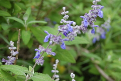 Salvia calolophos