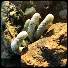 Anacampseros papyracea