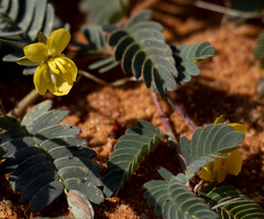 Chamaecrista biensis