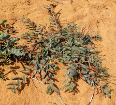 Chamaecrista biensis