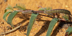 Chamaecrista biensis