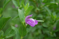 Poikilacanthus tweedieanus