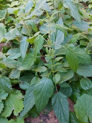 Urtica dioica