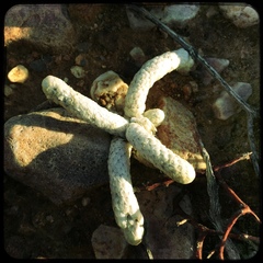 Anacampseros papyracea