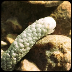 Anacampseros papyracea