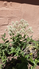 Lepidium draba