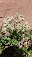 Lepidium draba