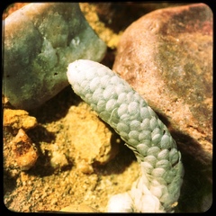 Anacampseros papyracea