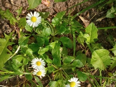 Bellis perennis