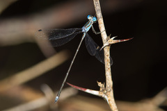 Lestes tenuatus