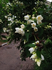 Philadelphus coronarius