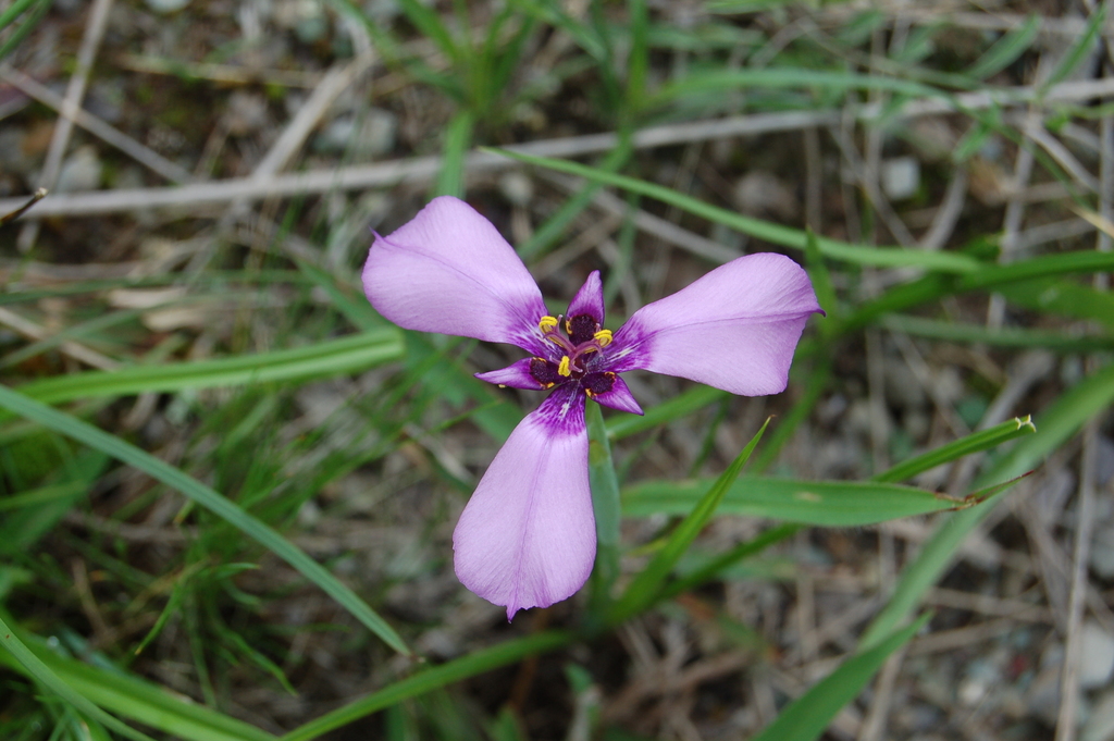 Herbertia tigridioides