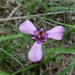 Herbertia tigridioides - Photo (c) Santiago, some rights reserved (CC BY-NC), uploaded by Santiago